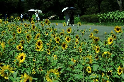 夏・昭和記念公園