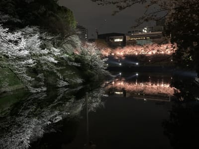 千鳥ヶ淵の夜桜
