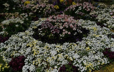 ✿「里山ガーデンフェスタ2019春」横浜市内最大級1万㎡の大花壇は必見！