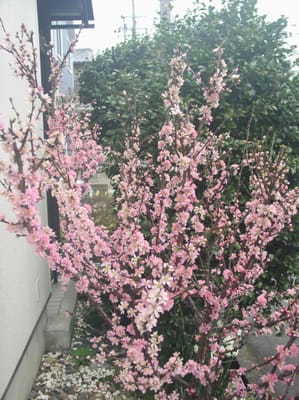 山桜桃梅　大　中　小　基本の撮影がメラ姿。