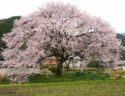 桜と長良川鉄道（２）