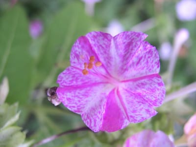 一日一花オシロイバナ№175 　正五弁広弁型　紫の縞斑虎斑柄