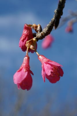 寒緋桜（かんひざくら）