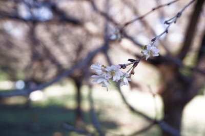 野川公園の十月桜