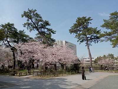 令和５年も小倉城🏯と満開の桜🌸〜小倉北警察署の桜🌸代紋