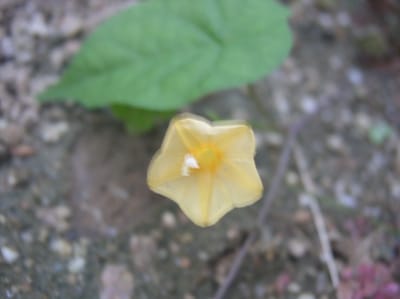 黄色花マルバルコウソウ