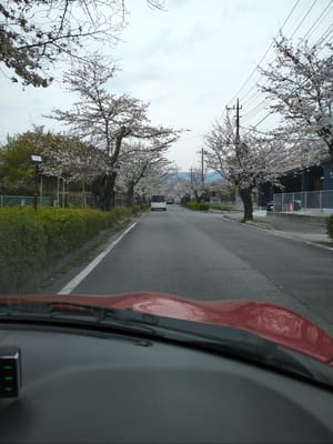 長瀞の桜‼
