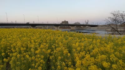 武庫川河川敷の菜の花