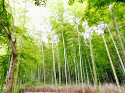 3、竹の緑がまぶしい　　竹林の小径   (乗り物と緑が美しい寺社巡りツアー２日目)   2022年6月18日