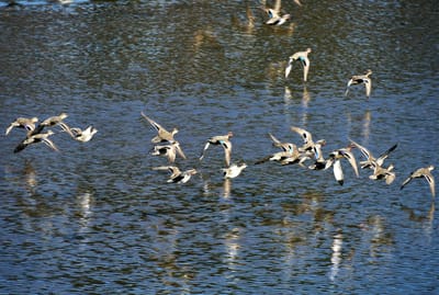 ため池の水鳥たち