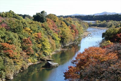 ながめ公園菊花展4～公園から渡良瀬川を眺望