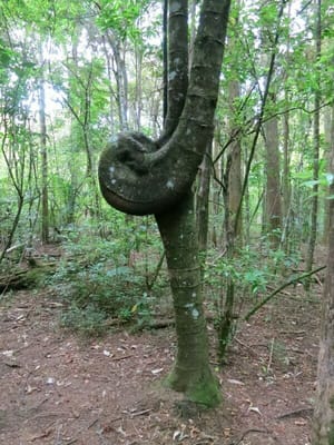 不思議な形の木