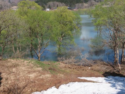 ダム湖の　春