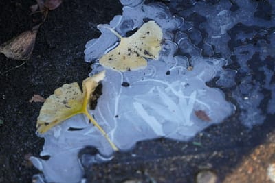 氷の中の葉