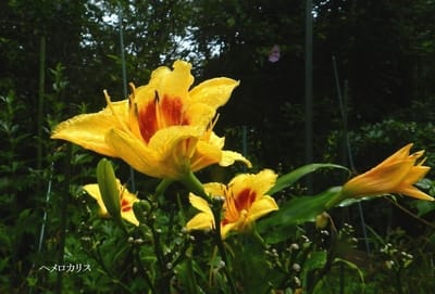 庭の花～ヘメロカリス