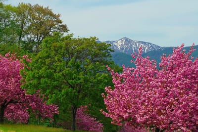 桜と神室山