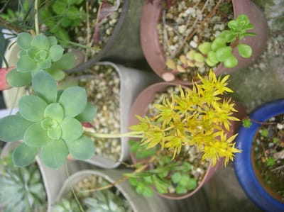 多肉観葉観賞植物の花の色と姿形