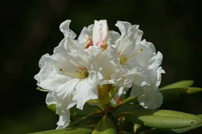 白い石楠花