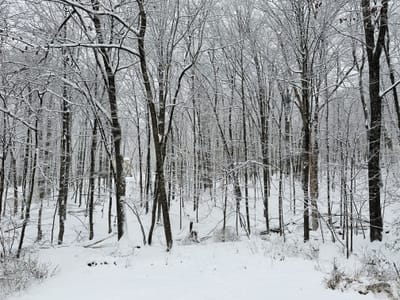 森の雪景色