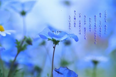 写真詩　-　青い恋　-