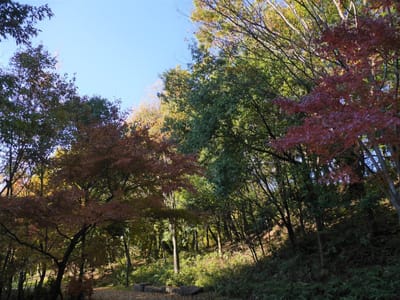 都筑中央公園も今が見頃！紅葉散策ときれいな落ち葉拾い !