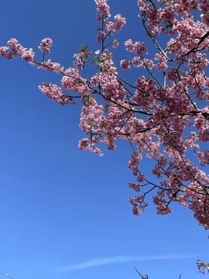 河津の葉桜