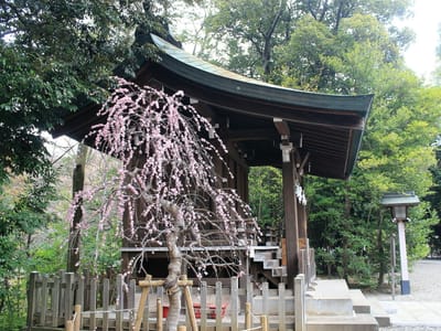氷川神社の枝垂れ梅