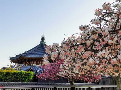 興福寺の八重桜②🌸