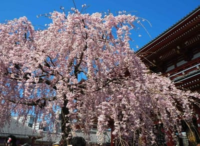 浅草寺の枝垂れ桜2023