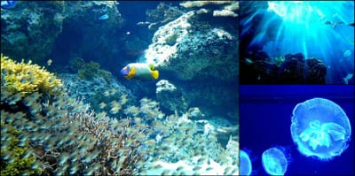 浮遊静止する魚たち～美ら海水族館
