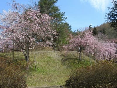 堂の前公園の桜