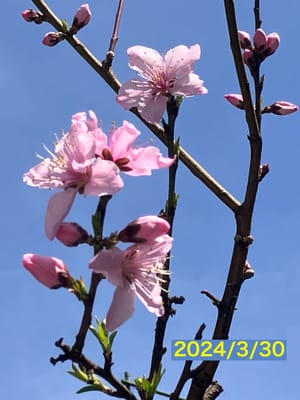 家の桃の花 いきなり咲き始めた❣️