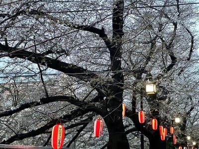 桜並木の提灯点灯🏮