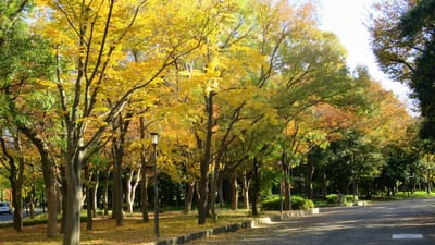 2022/11/18　紅葉真っ盛り　大阪城公園