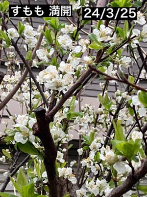 桜も桃もまだまだ❣️すももは満開^^;