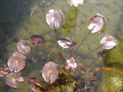 メダカ池の日本の固有種スイレン羊草とヒシモドキ