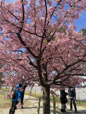 河津桜とお雛様