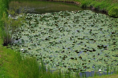 白色が咲く溜め池