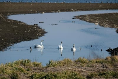 ガバ沼と多々良沼の白鳥