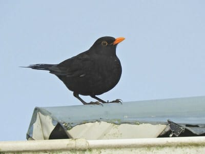 Blackbird（クロウタドリ）