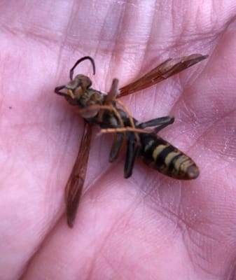手のひらで亡くなった一匹の蜂