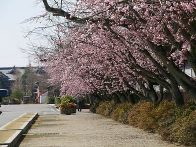 早咲きの桜たち