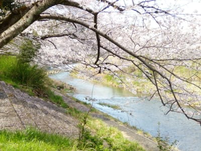 あきる野市の桜の名所