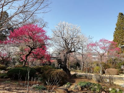 紅梅が多いのできれい　　　隠れた紅梅スポット 千葉県柏市「観音寺」   ２月23日