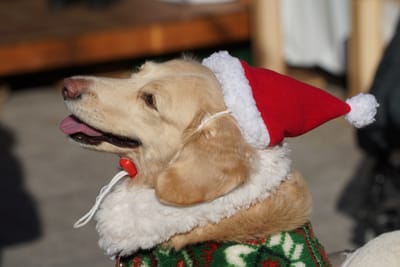 クリスマス犬