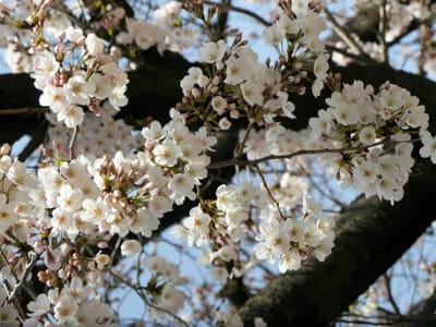 　　　　　桜　　🌸　　さくら　　<散歩道>