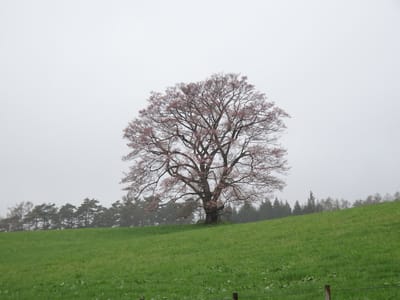寒い雨の日の小岩井農場、人気の一本桜にも人影はナシ