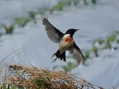 高原の鳥　ノビタキ