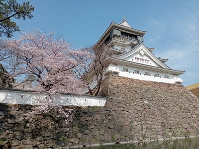 令和５年も小倉城🏯と満開の桜🌸〜別の場所から撮影