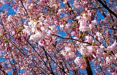 　　　　🌸　春を呼ぶ早咲き　" 寒緋桜 "　🌸